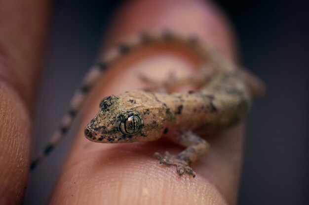 Makronahaufnahme eines winzigen braunen Geckos, der auf einem Finger eines Menschen sitzt