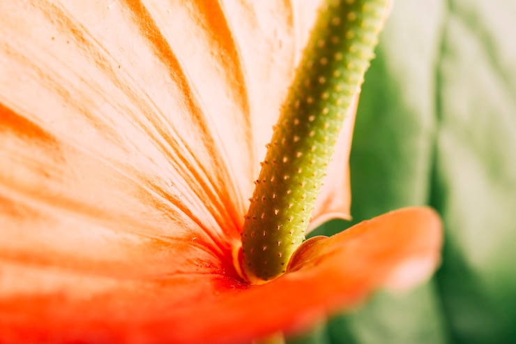 Kostenlose Foto makroschuß der anthuriumblume