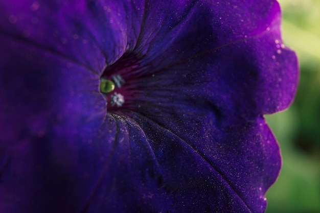 Kostenloses Foto makroschuß der blauen blume