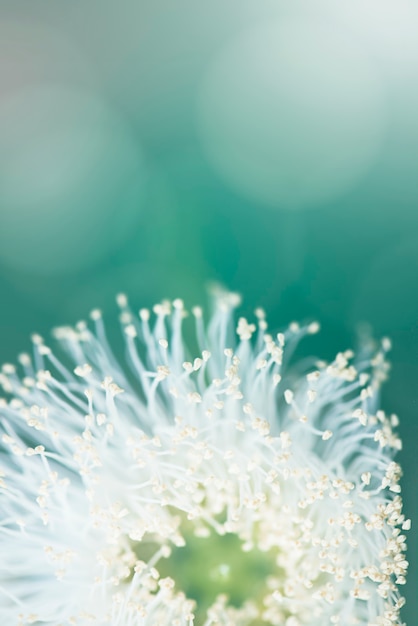 Makroschuss der weißen Blütenpollen