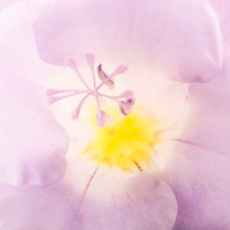 Kostenlose Foto makroschuß des blumenpollens