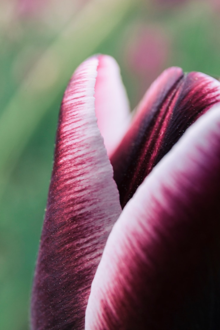 Kostenlose Foto makroschuß einer schönen tulpenblume