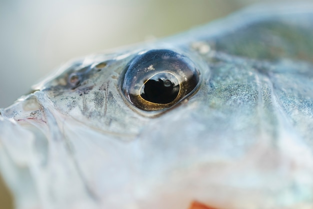 Kostenloses Foto makroschuß eines fischauges