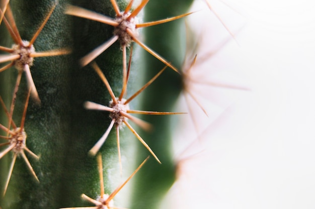 Makroschuß eines stacheligen Kaktus