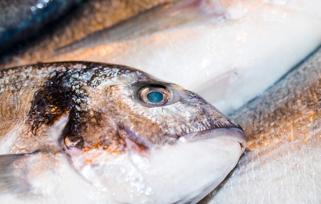 Makroschuß von frischen Fischen