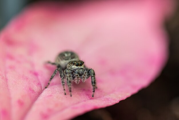 Makroselektiver Fokus einer Spinne auf rosa Pflanze