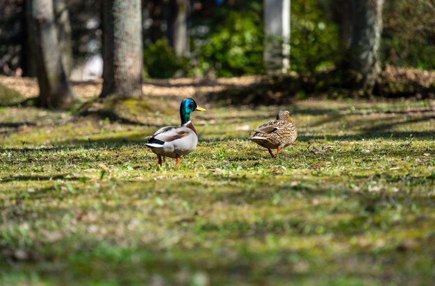 Malerischer Blick auf zwei Mullard-Enten auf einem Feld