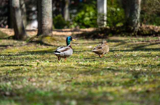 Malerischer Blick auf zwei Mullard-Enten auf einem Feld