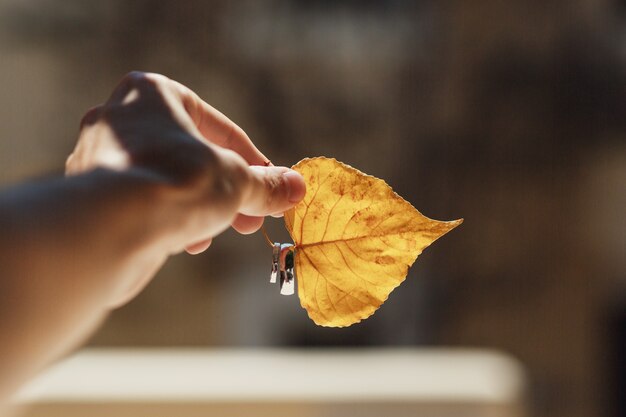 Man hält Trauringe auf gelbem Blatt in den Strahlen des Sonnenlichtes