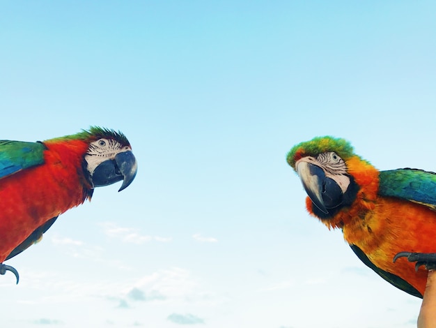 Man hält zwei bunte Macaw Papageien auf dem Arm