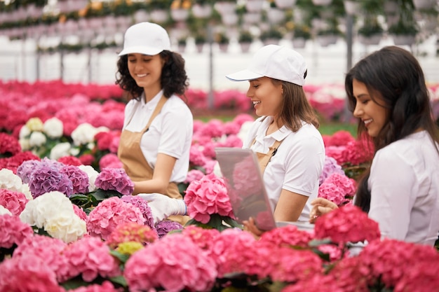 Managerin mit Laptop, während Blumenhändler Hortensien pflanzen