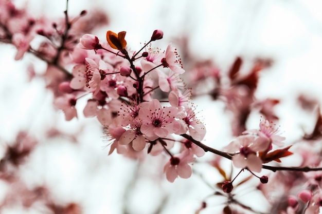 Mandelzweig mit Blumen