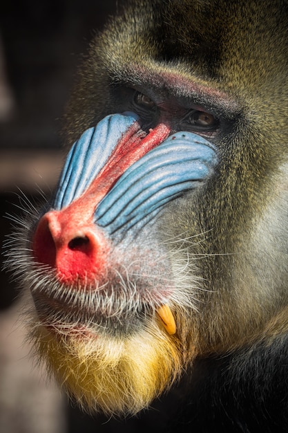 Kostenloses Foto mandrill-affen im naturschutzgebiet mandrillus sphinx