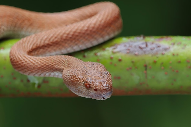 Manggrove Pit Viper Schlange Nahaufnahme Kopf Tier Nahaufnahme Schlange Vorderansicht