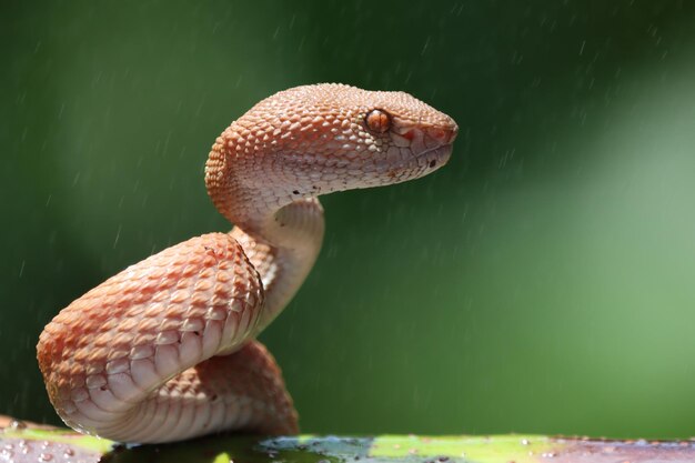 Manggrove Pit Viper Schlange Nahaufnahme