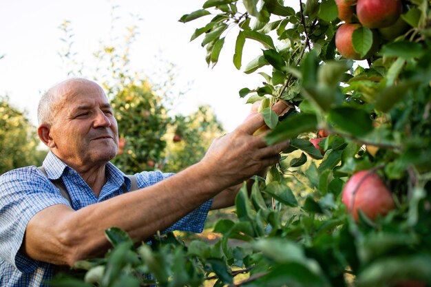 Mann, der im Obstgarten arbeitet, der Äpfel aufnimmt