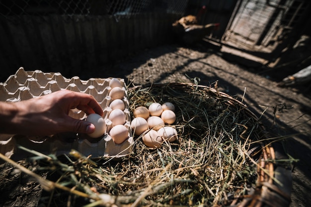 Kostenloses Foto mann, der lukeneier vom nest in den karton legt