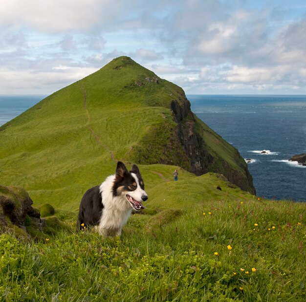 Bilder Hunde Himmel Gratis Vektoren Fotos Und Psds