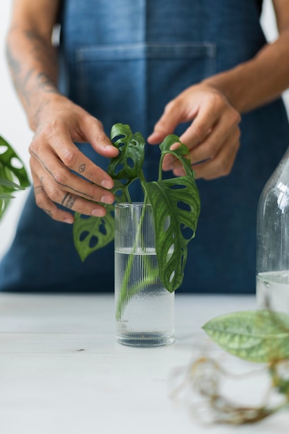 Mann Wasser vermehrt seine Zimmerpflanzen