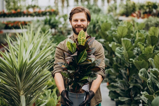 Mannflorist, der im Gewächshaus arbeitet