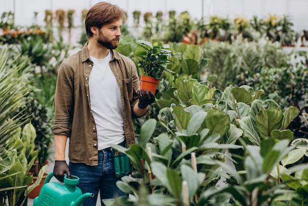 Mannflorist, der im Gewächshaus arbeitet