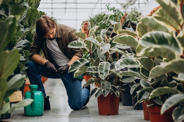 Mannflorist, der im Gewächshaus arbeitet