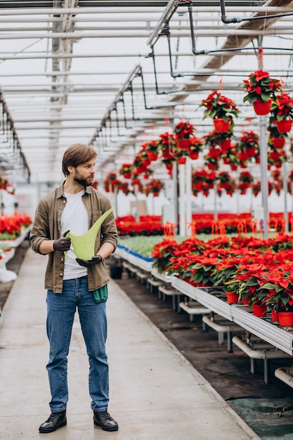 Mannflorist, der im Gewächshaus arbeitet