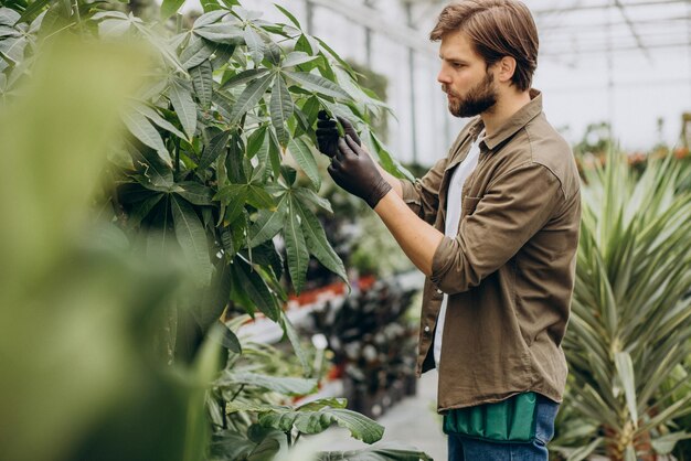 Mannflorist, der im Gewächshaus arbeitet