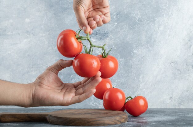 Mannhände, die einen Bündel saftiger Tomaten halten.