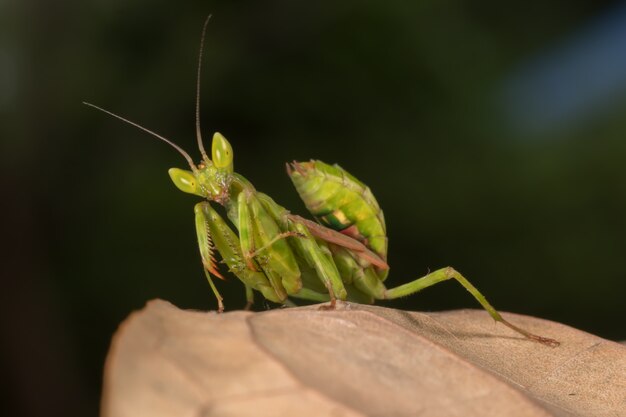 Mantis am Zweig Baum