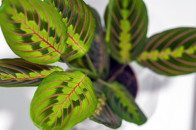 Maranta tricolor isoliert auf weißem Hintergrund. Pflanze Blätter close-up. Schöne Haus verlässt die Pflanze isoliert auf weißem Hintergrund