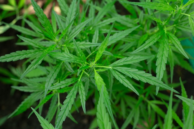 Marihuana Leaf Hintergrund.