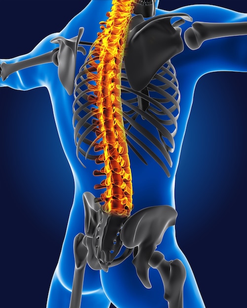 Medizinischer 3D-Mann mit hervorgehobener Skelettwirbelsäule