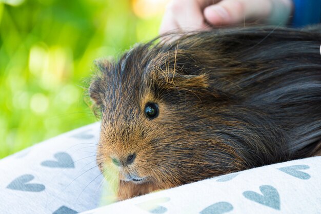 Meerschweinchen in Kinderhänden, Nahaufnahme.