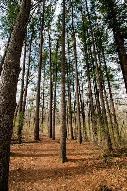 Mehrere hohe Bäume im Wald