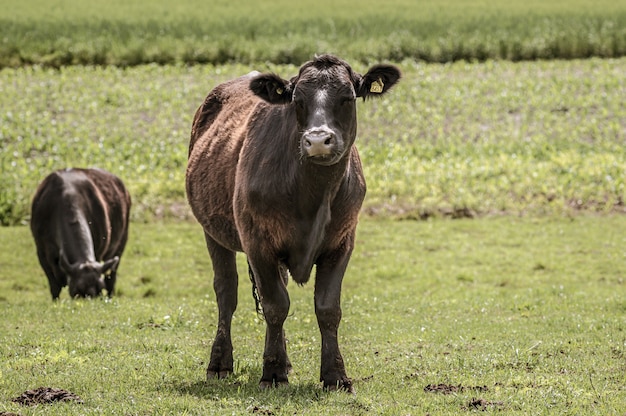 Mehrere schwarze Kühe weiden morgens auf der großen Wiese