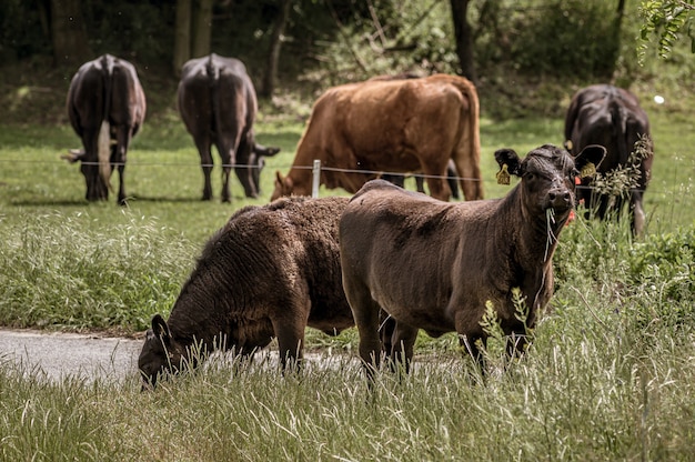 Mehrere schwarze Kühe weiden morgens auf der großen Wiese