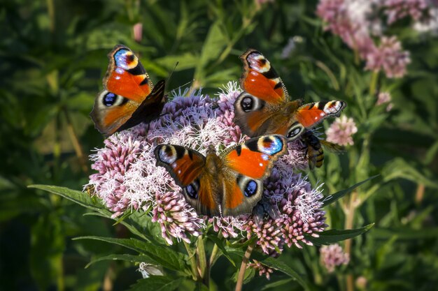 Mehrfarbige Schmetterlinge schließen