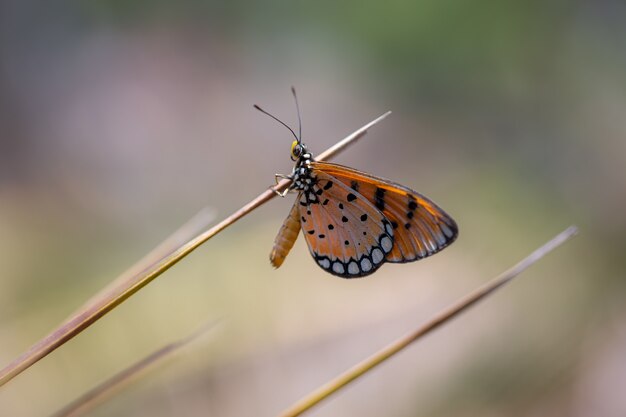 Mehrfarbiger Schmetterling auf braunem Stiel