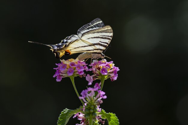 Mehrfarbiger Schmetterling, der auf Blume sitzt