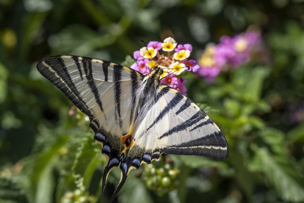 Mehrfarbiger Schmetterling, der auf Blume sitzt