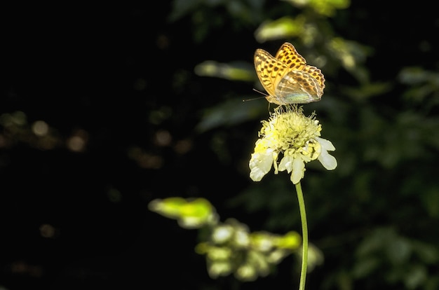 Mehrfarbiger Schmetterling, der oben auf einer gelben Blume sitzt