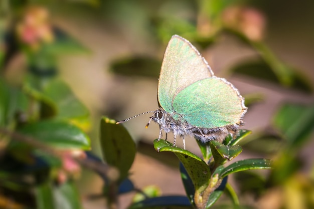 Mehrfarbiger Schmetterling hautnah