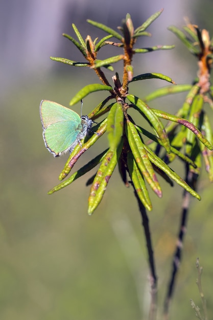 Mehrfarbiger Schmetterling hautnah