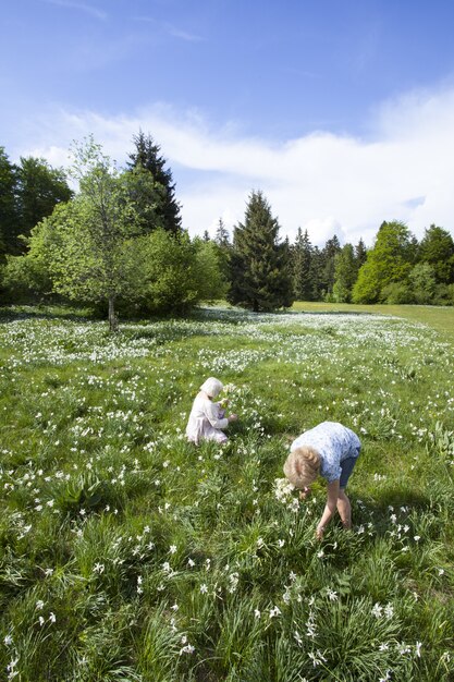 Menschen, die im Frühjahr in Cauvery, Frankreich, Narzissenblumen pflücken