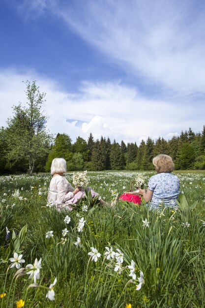 Menschen, die im Frühjahr in Cauvery, Frankreich, Narzissenblumen pflücken