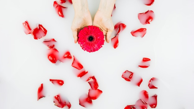 Menschliche Hand, die Blume über den Blumenblättern schwimmen auf Wasser hält