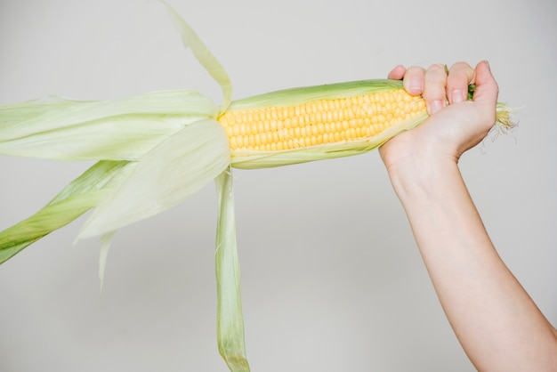 Kostenloses Foto menschliche hand, die maiskolben auf weißem hintergrund hält