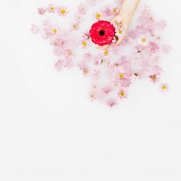 Menschliche Hand, die rote und rosa Blumen über weißer Oberfläche hält