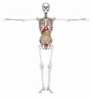 Kostenloses Foto menschliches skelett